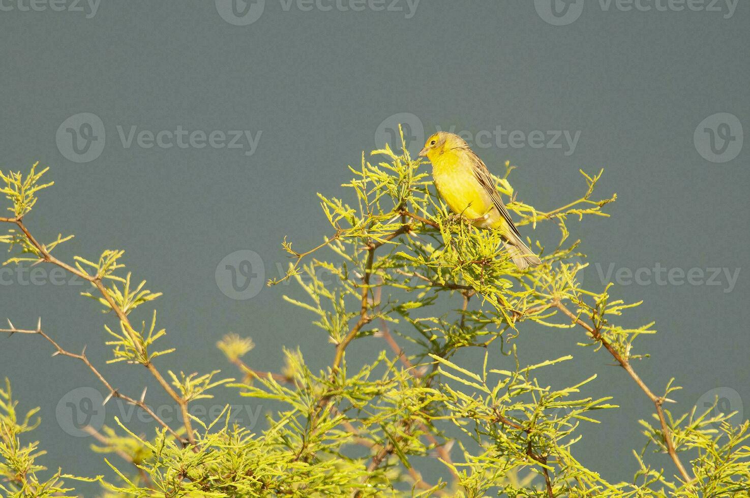 saffran fink ,sicalis flaveola, la pampa, argentina. foto