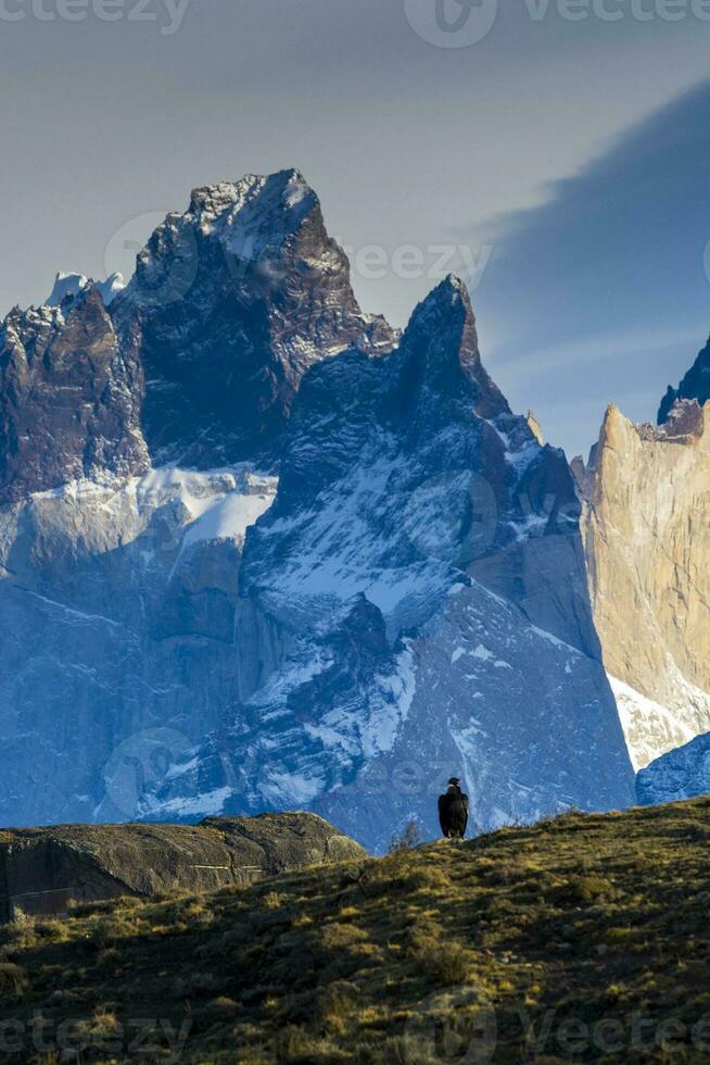 andean kondor ,torres del paine nationell parkera, patagonien, Chile. foto