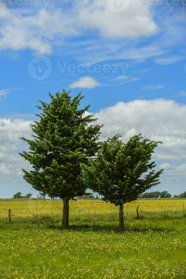 tall träd landskap, la pampa provins, patagonien, argentina. foto