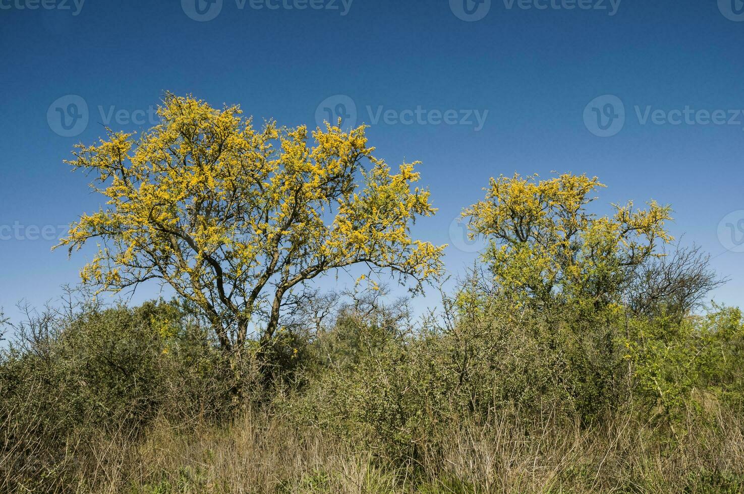 chanar träd i calden skog, blommat i vår, la Pampa, Argentina foto