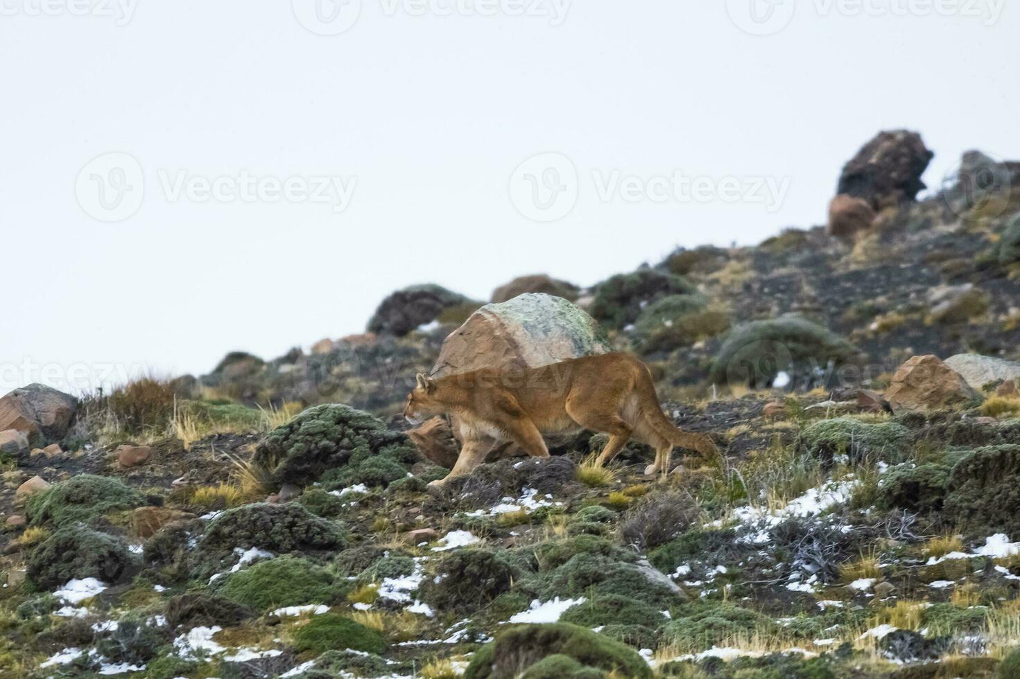 puma gående i berg miljö, torres del paine nationell parkera, patagonien, Chile. foto