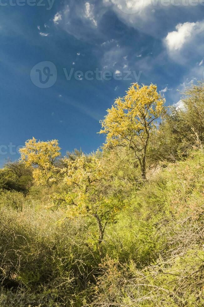 chanar träd i calden skog, blommat i vår, la pampa, argentina foto