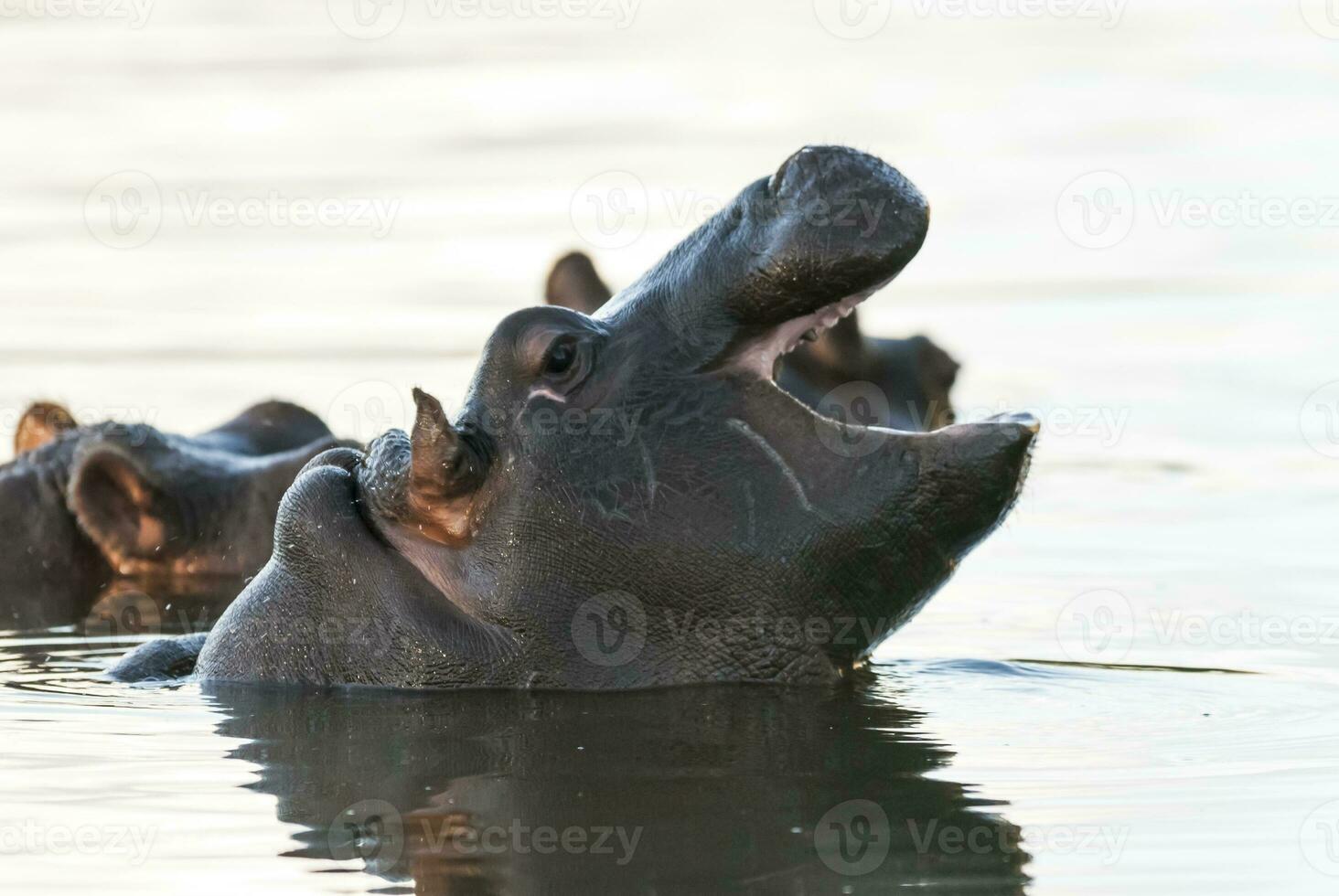 flodhäst amfibie i vattenhål, kruger nationell park, söder afrika foto