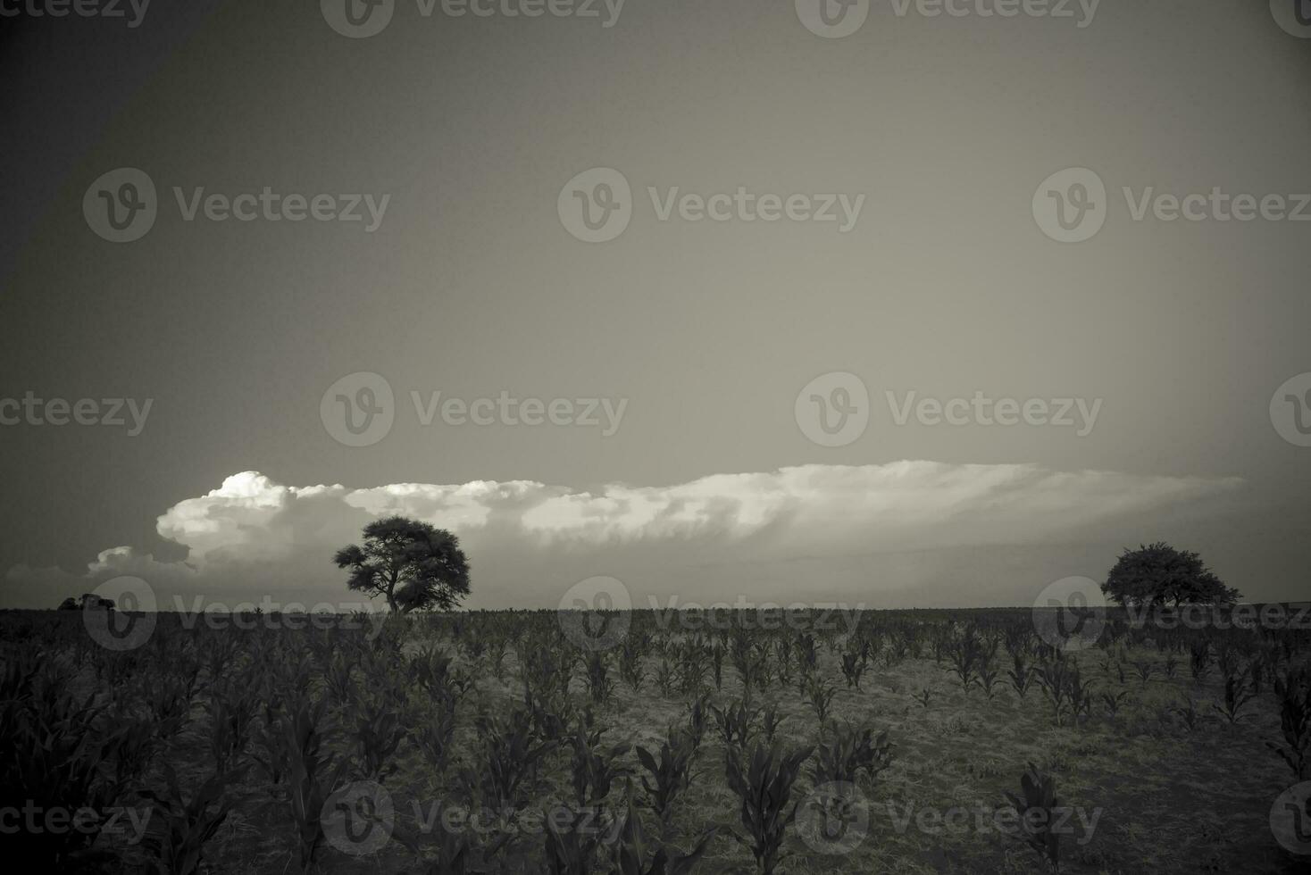 pampas träd landskap på solnedgång, la pampa provins, argentina foto