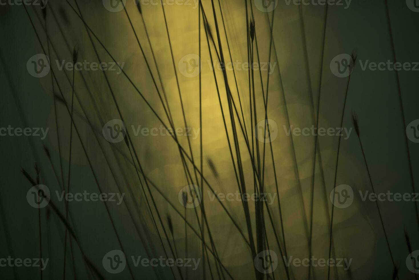 gräs, abstrakt, bakgrund foto