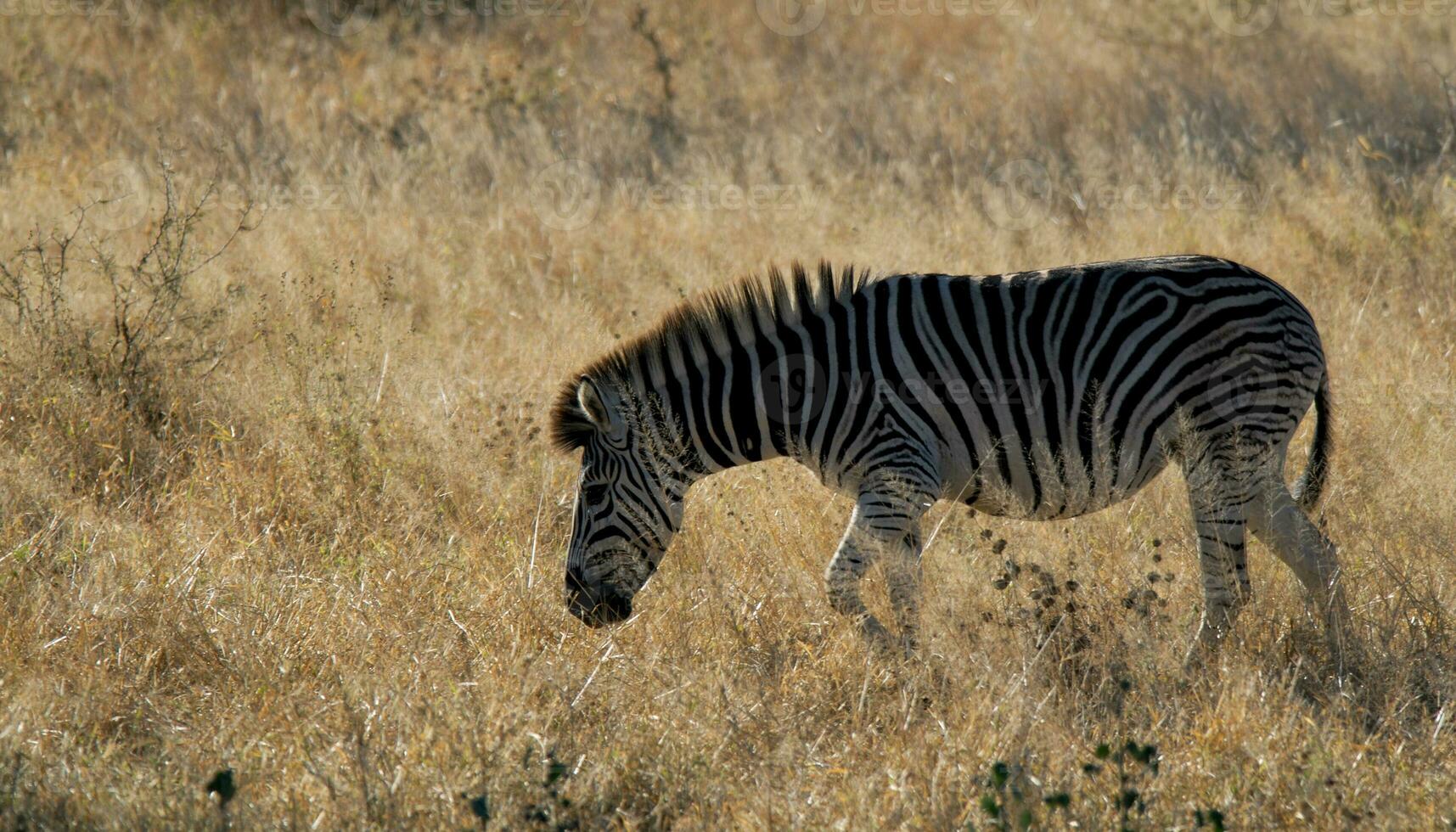 zebra i de afrikansk savann, foto