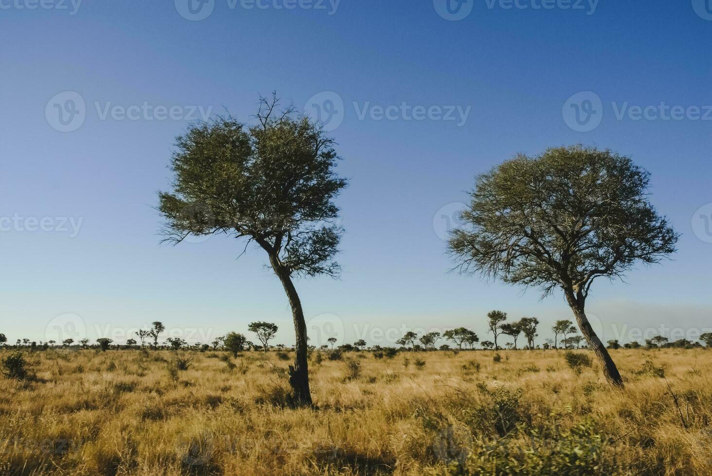 afrikansk savann landskap foto