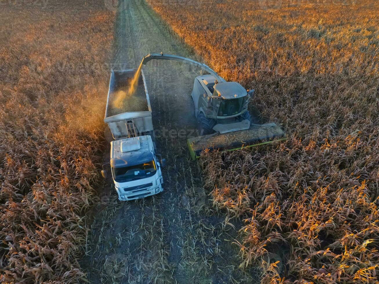 durra skörda, i la pampa, argentina foto