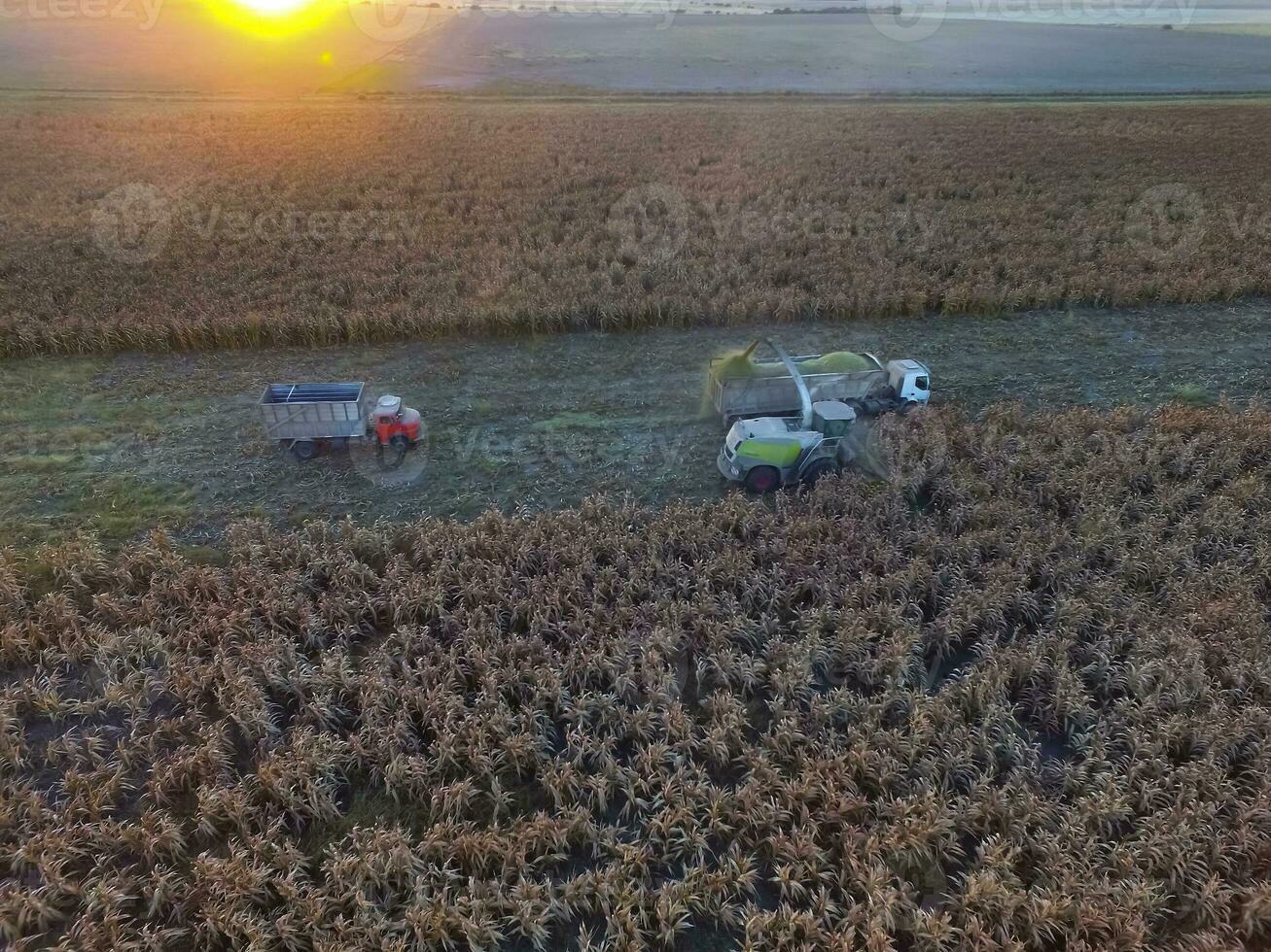 durra skörda, i la pampa, argentina foto