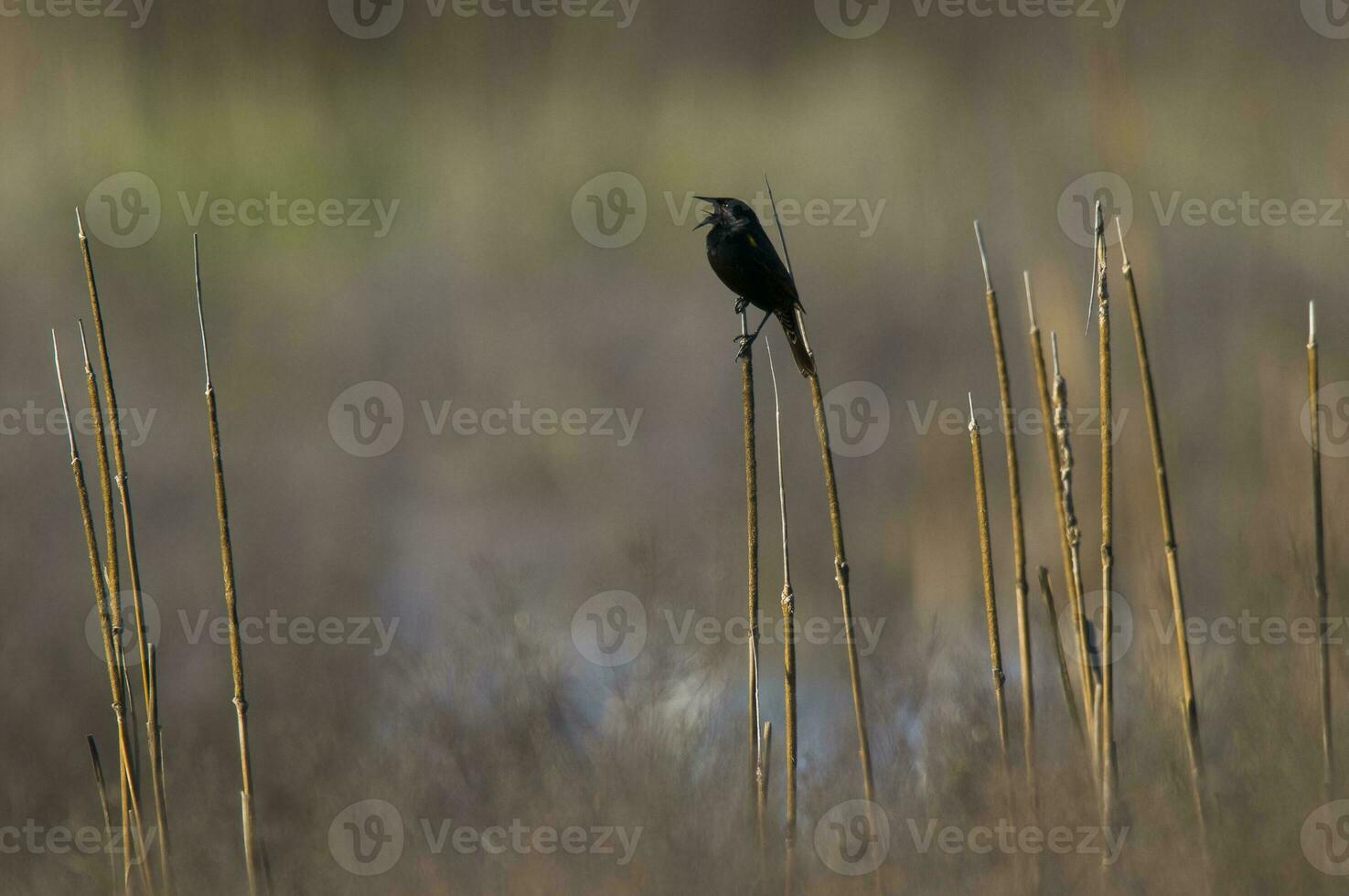 gul bevingad koltrast, i pampas våtmark, la pampa provins, patagonien, argentina. foto