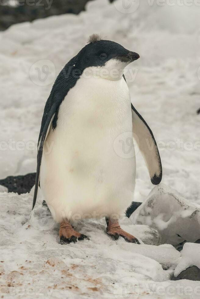 adelie pingvin, juvenil på is, paulet ö, antarctica foto