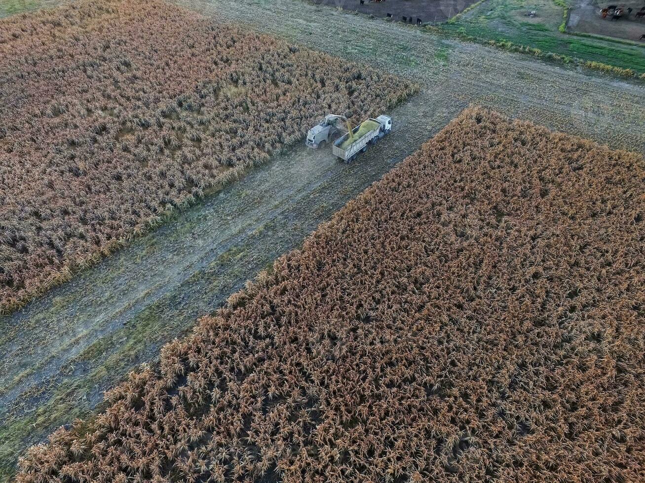 durra skörda, i la pampa, argentina foto