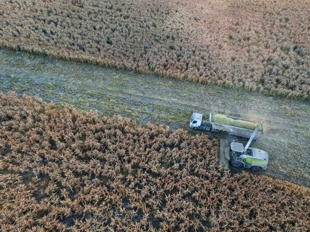 durra skörda, i la pampa, argentina foto