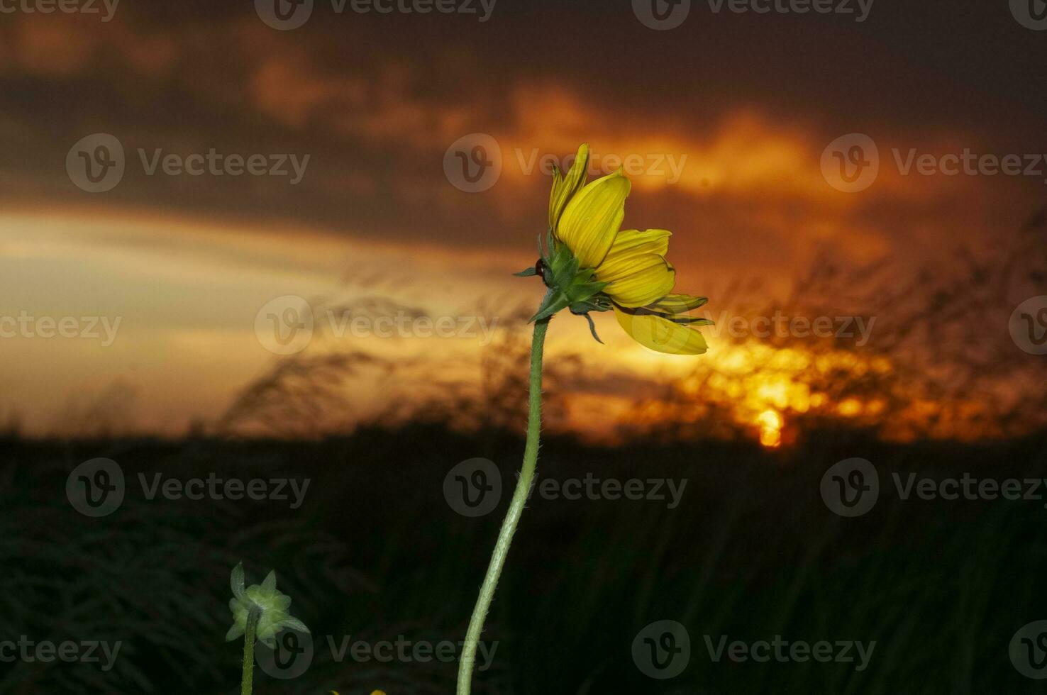 vild blommor i semi öken miljö, calden skog, la pampa argentina foto