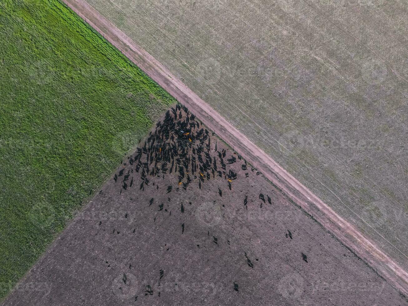 nötkött produktion ,naturlig gräs, pampas, argentina foto