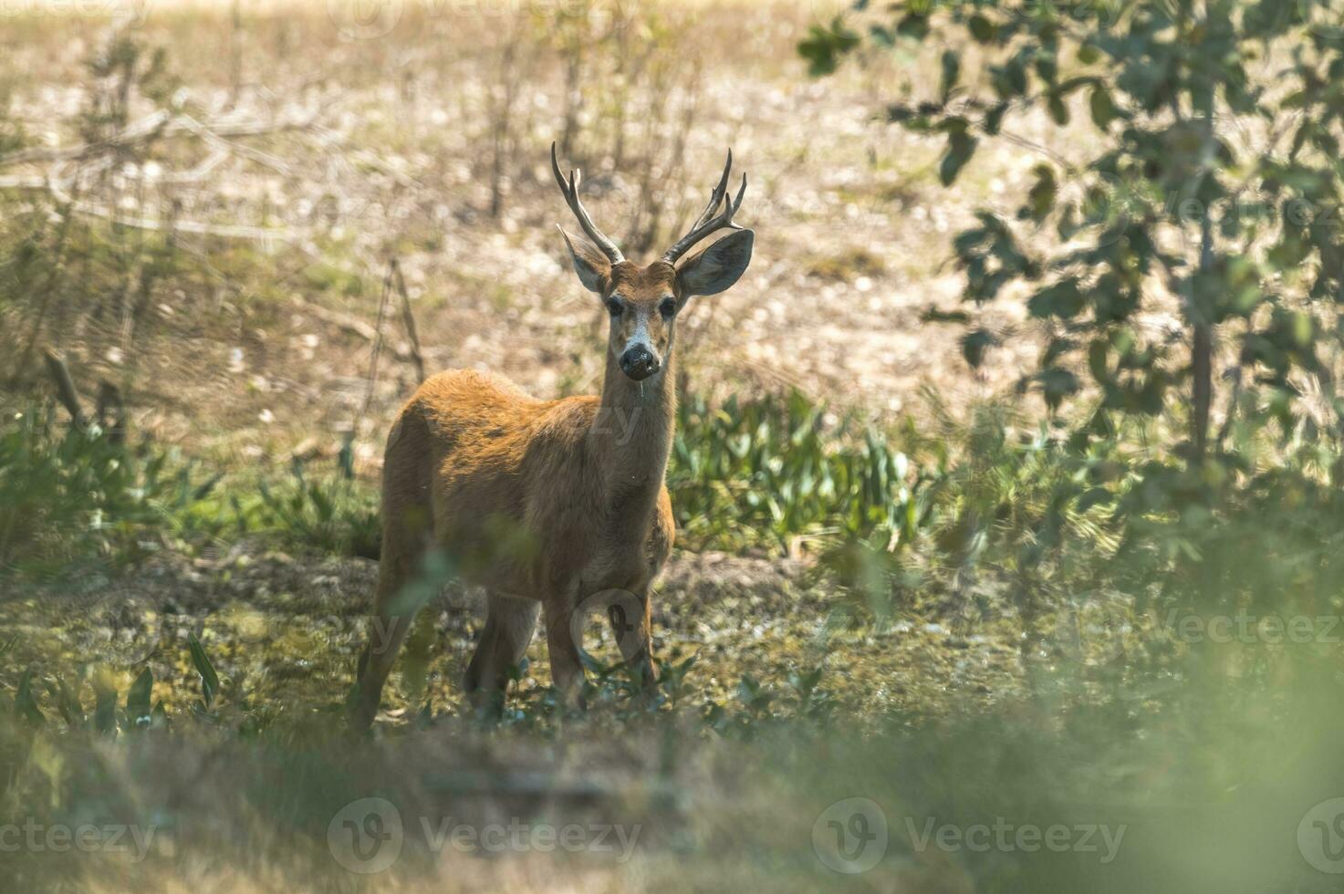 kärr rådjur, pantanal Brasilien foto