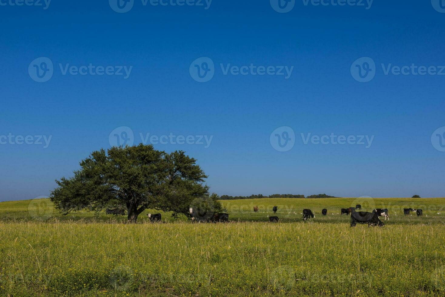 pampas enkel landskap och kor, patagonien foto