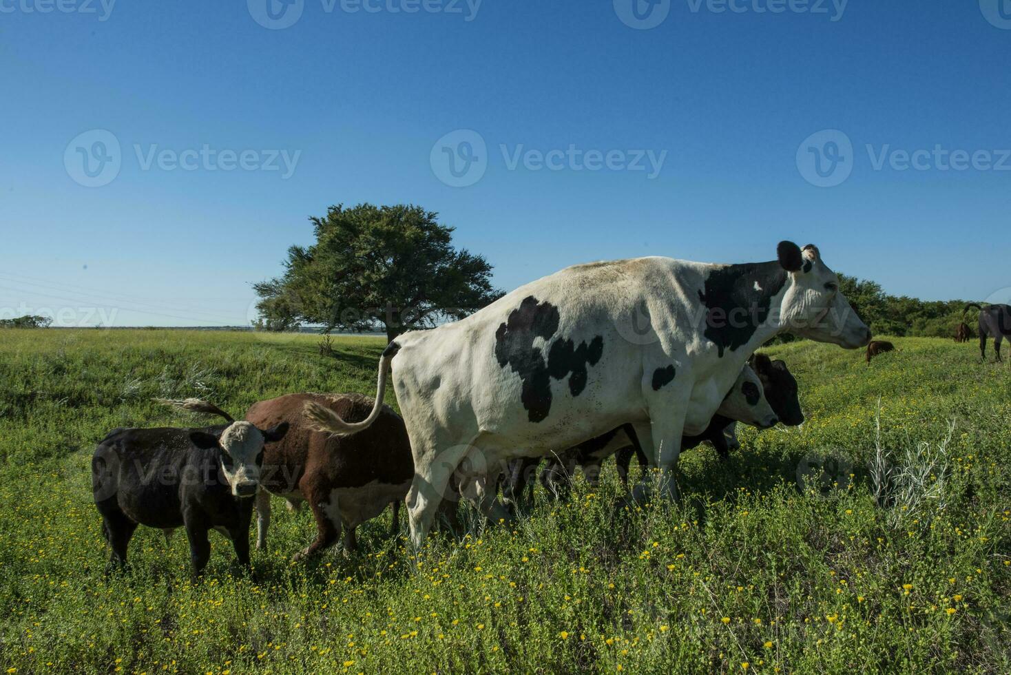 mejeri ko, matad på naturlig gräs i de argentine pampas foto