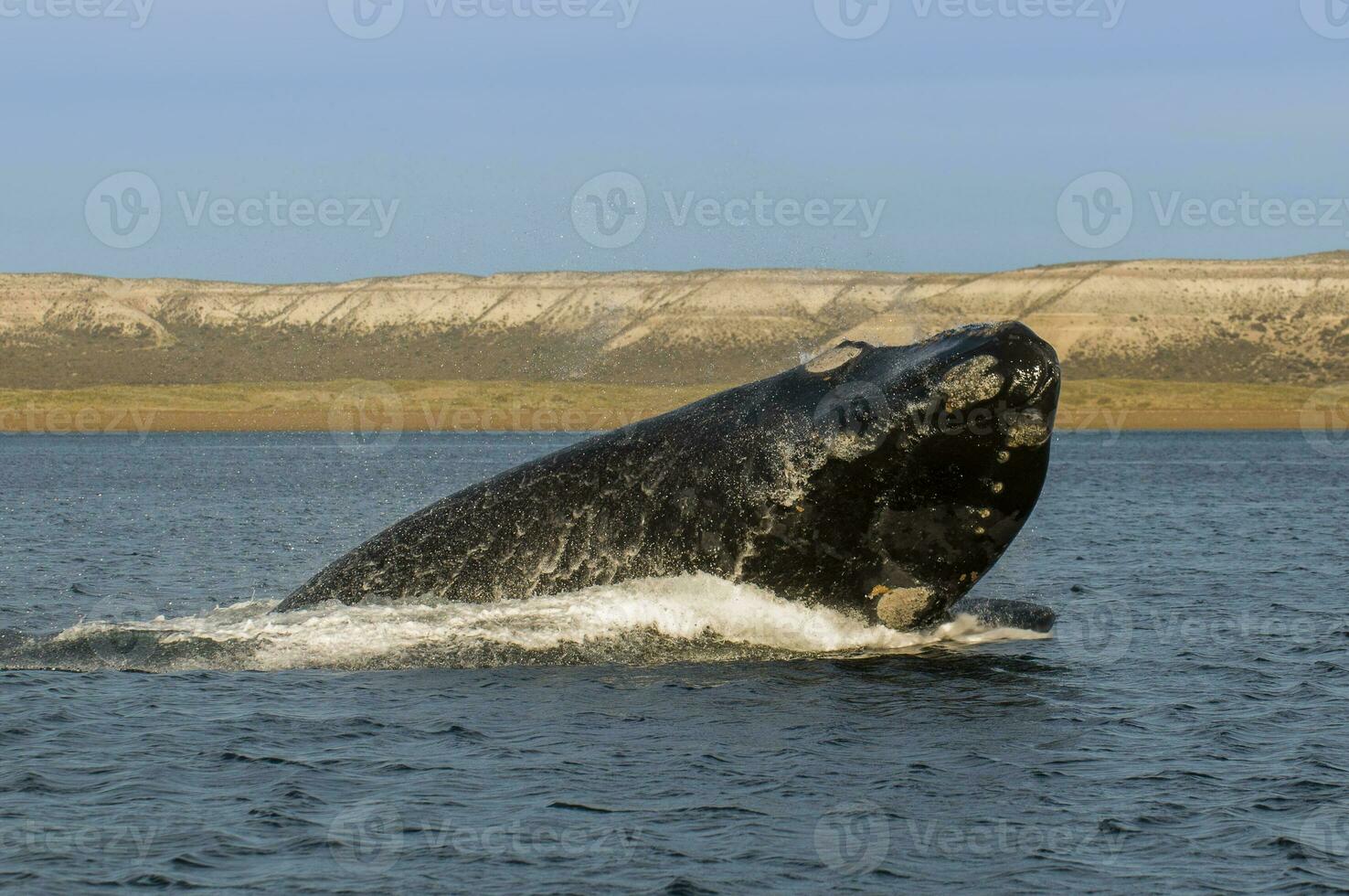 val Hoppar i halvö valdes,hoppning nära puerto madryn, patagonien, argentina foto