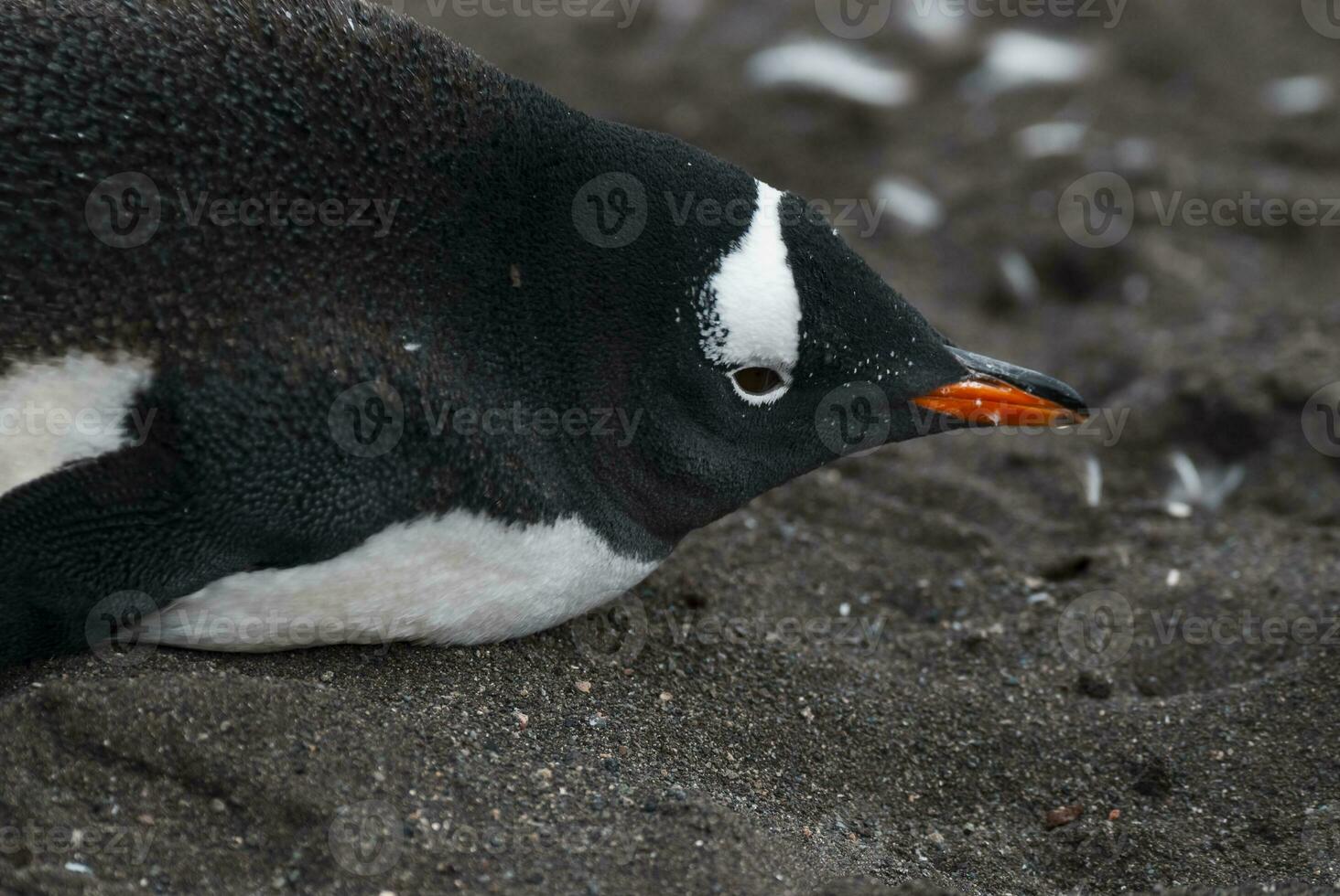 gentoo pingvin, hannah punkt, antartika foto
