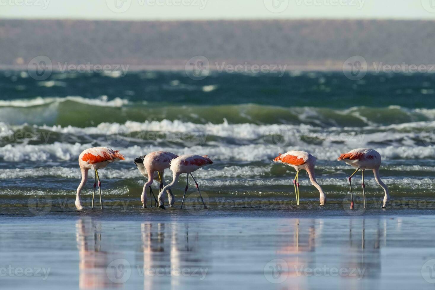 flamingos flock, patagonien, argentina foto