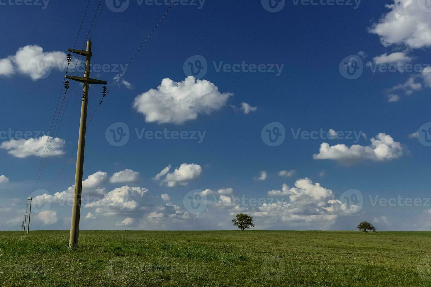 typisk träd av de pampean enkel, calden, prosopis caldenia, la pampa, argentina foto