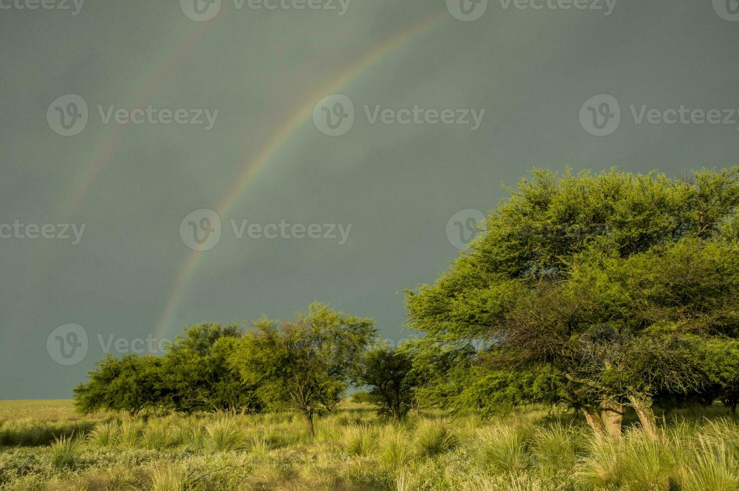 skog landskap, med regnbåge, pampas, argentina foto