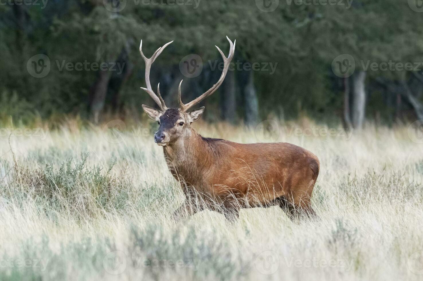 röd rådjur i calden skog miljö, la pampa, argentina, parque luro, natur boka foto