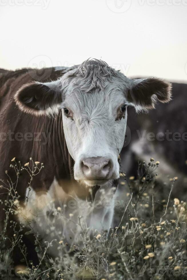 stutar och kvigor Uppfostrad med naturlig gräs, argentine kött produktion foto