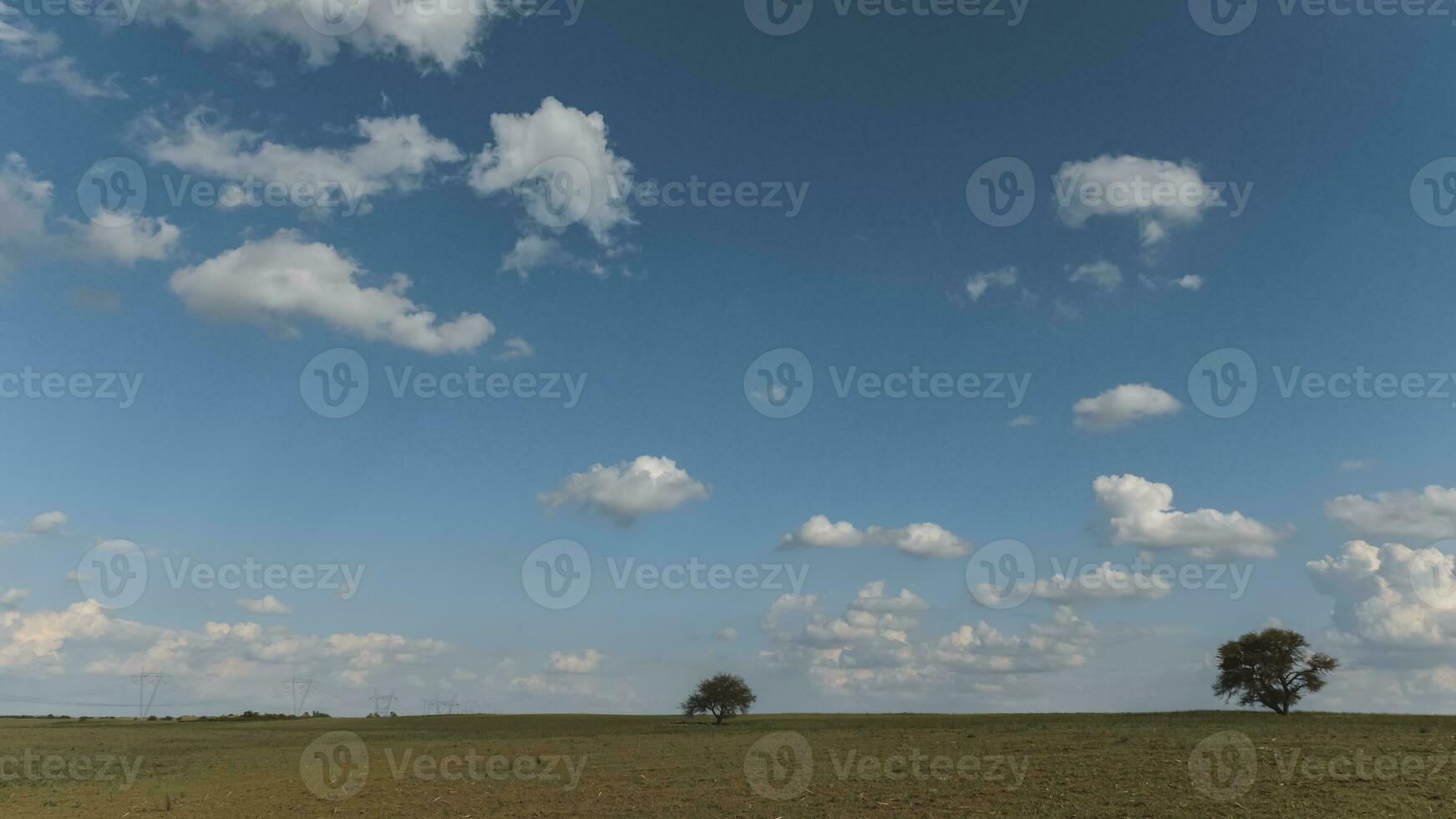 enslig träd i pampas landskap, patagonien, argentina foto