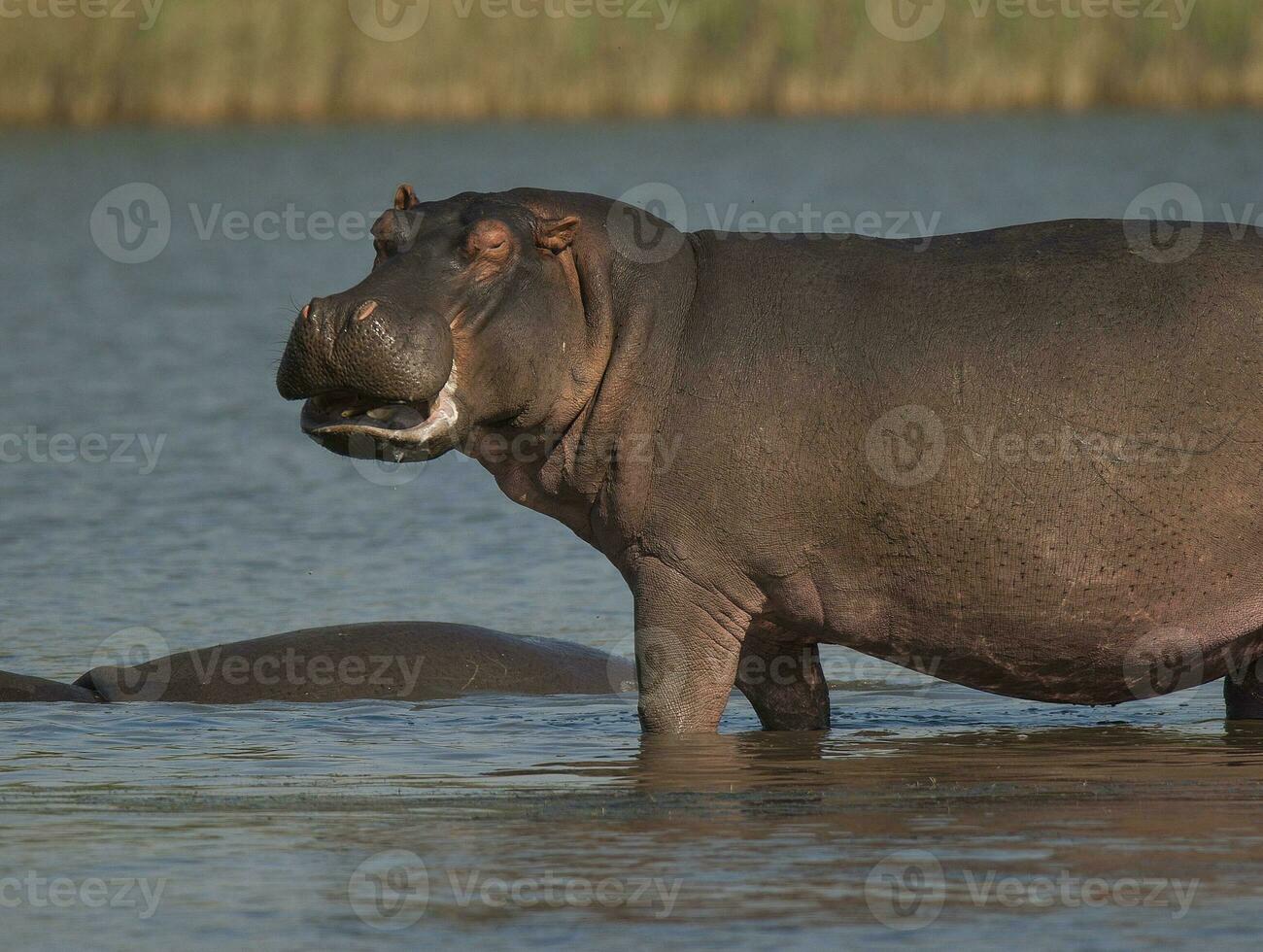 flodhäst , kruger nationell parkera , afrika foto