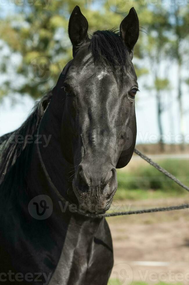 svart föder upp häst, porträtt, la pampa provins, patagonien, argentina. foto