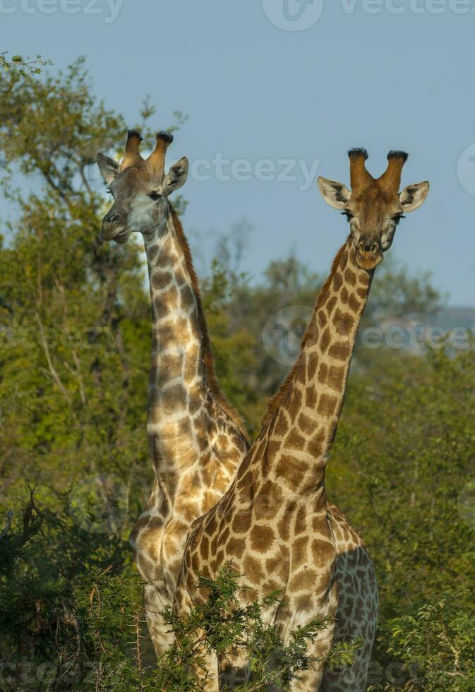 giraffa, kruger nationell parkera foto