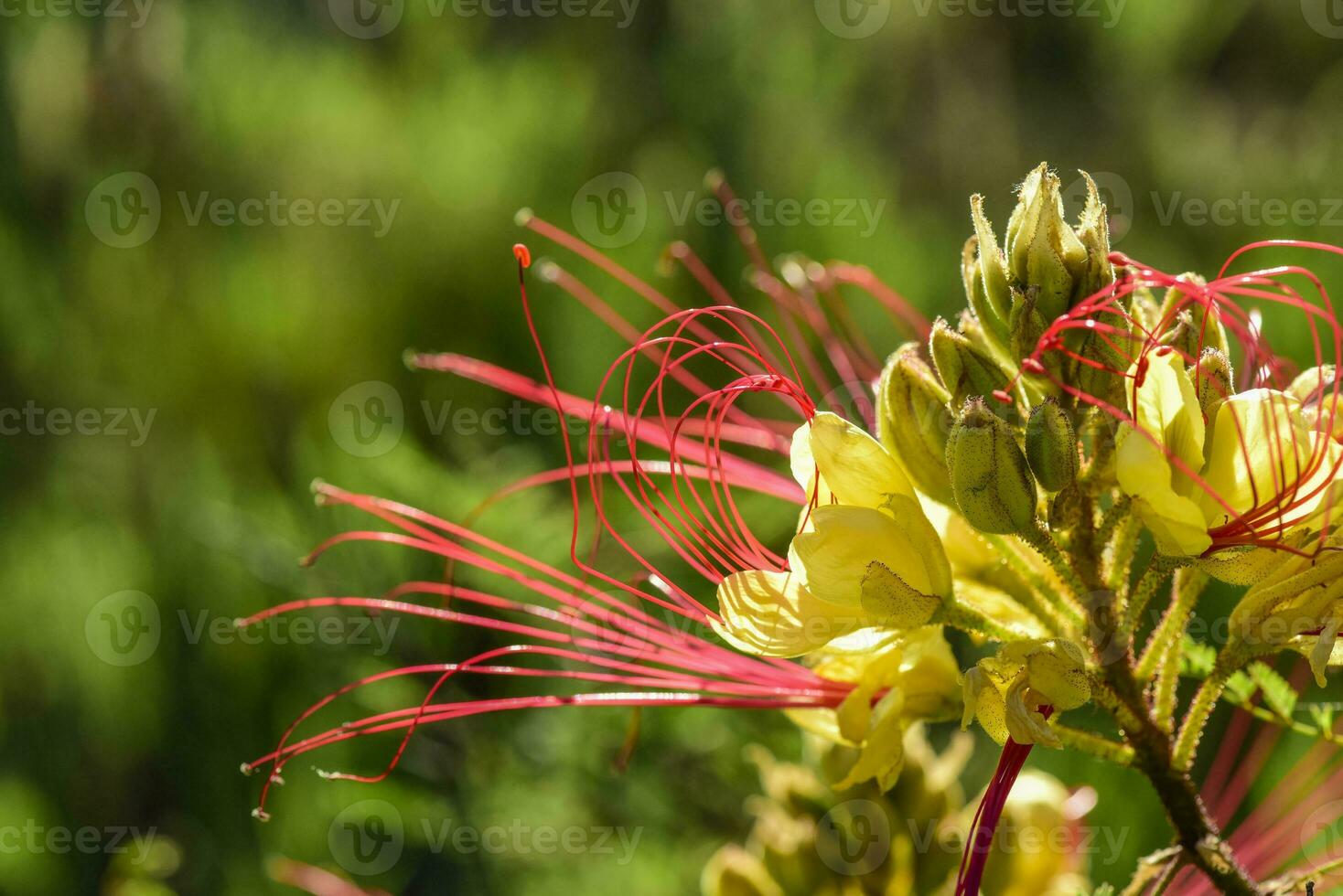 vild blomma i patagonien, argentina foto