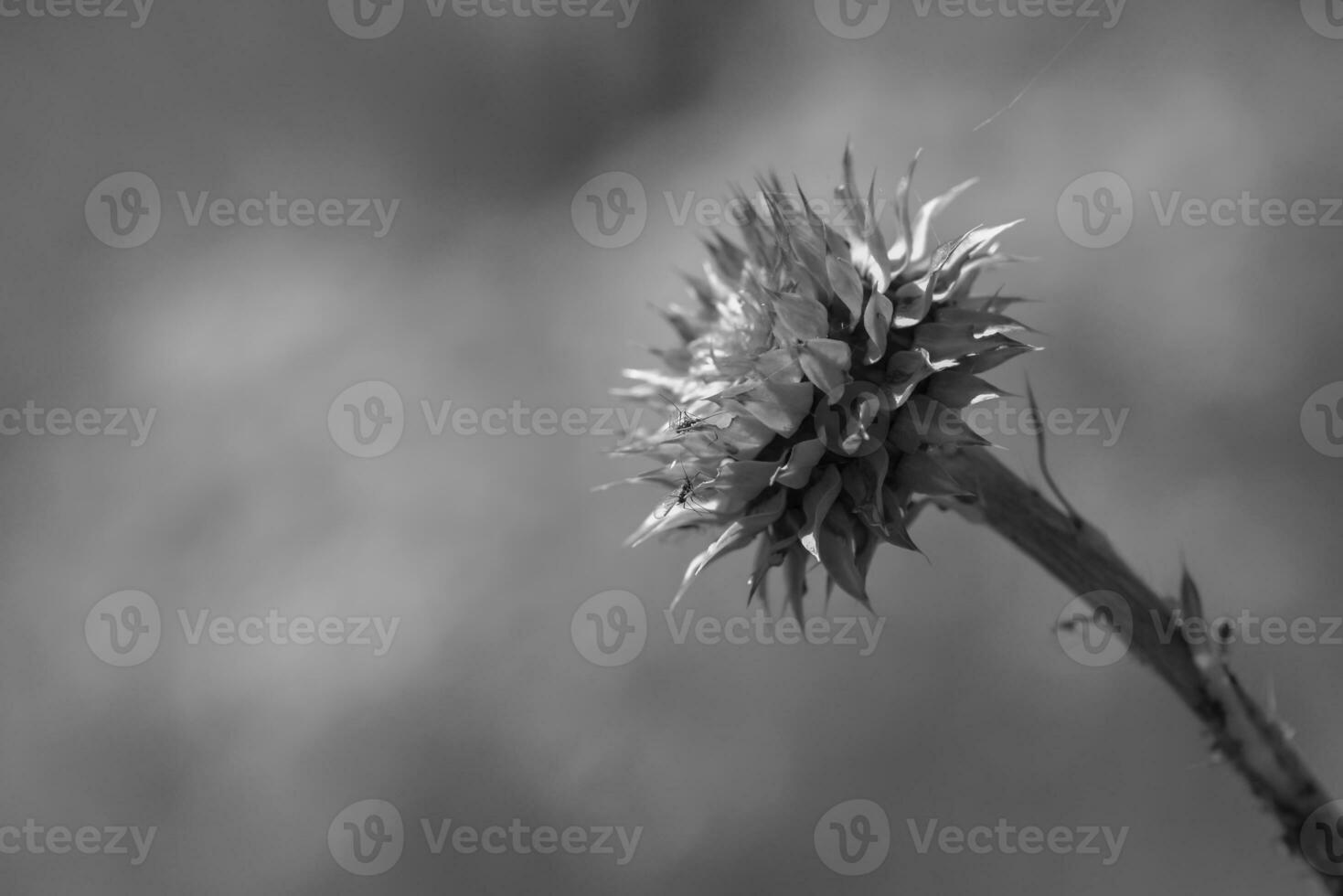 vild blomma i patagonien, argentina foto