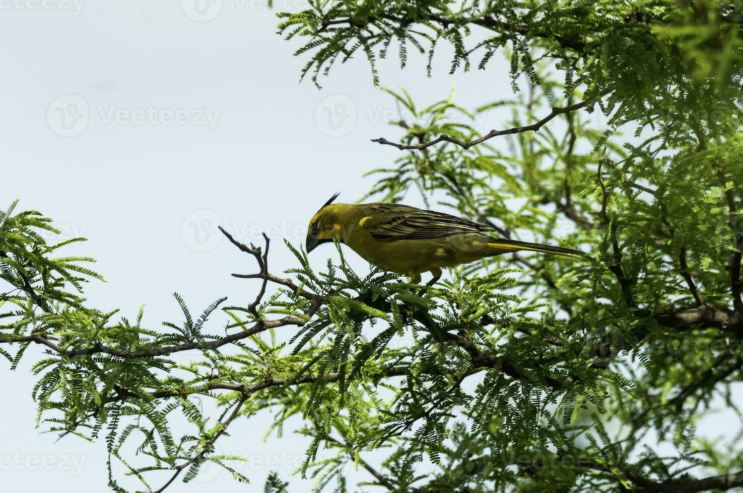 gul kardinal, gubernatrix cristata, endangered arter i la pampa, argentina foto