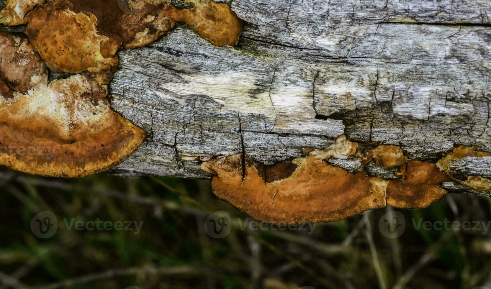 orange svamp på de trunk av en träd, la pampa provins, patagonien, argentina. foto