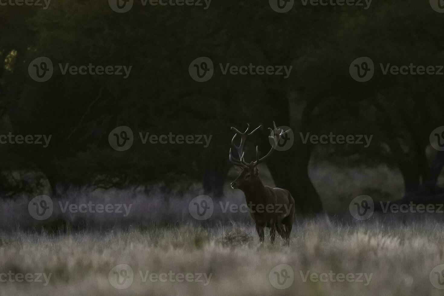 röd rådjur i la pampa, argentina, parque luro, natur boka foto