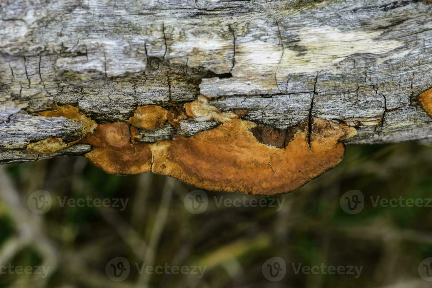 orange svamp på de trunk av en träd, la pampa provins, patagonien, argentina. foto