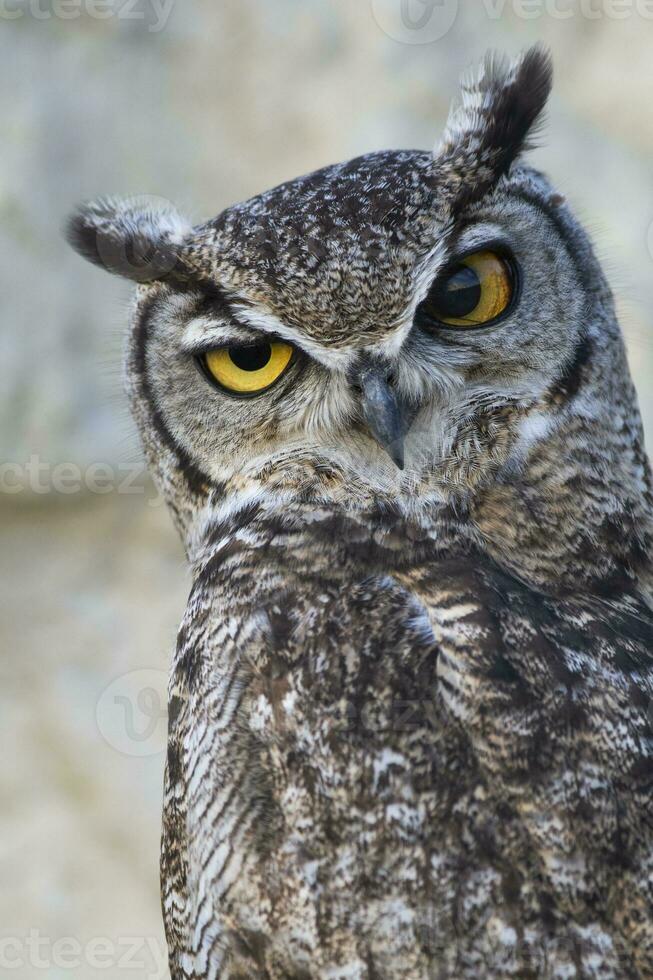 bra behornad Uggla, bubo virginianus nacurutu, halvö valdes, patagonien, argentina. foto