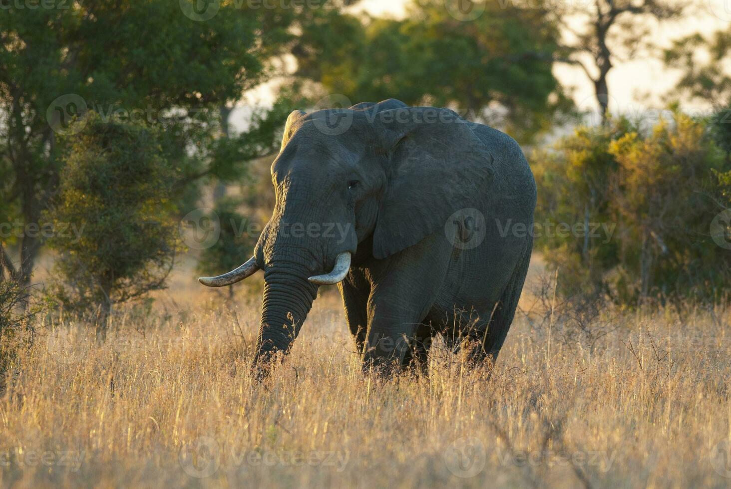 afrikansk elefant, söder afrika foto