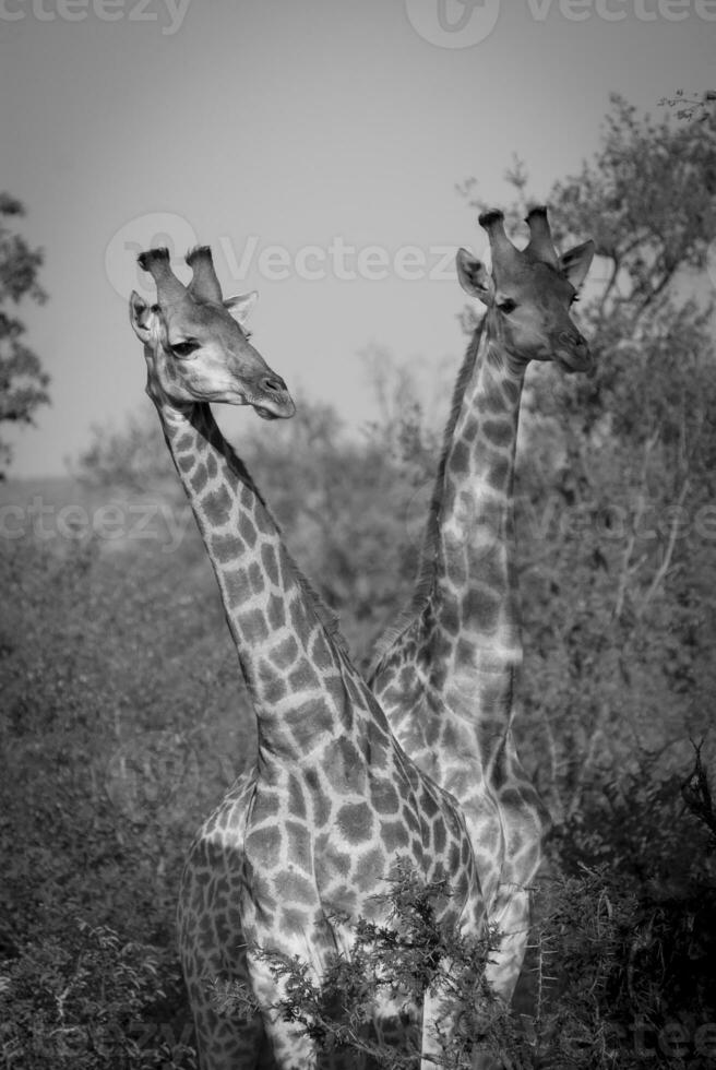 giraffa tittar, kruger nationell parkera foto