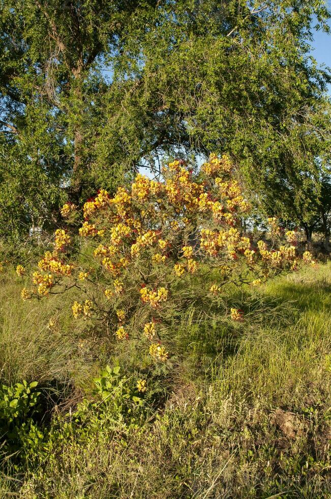 vild blomma i patagonien, Caesalpinia gilliesii, la pampa, argentina. foto