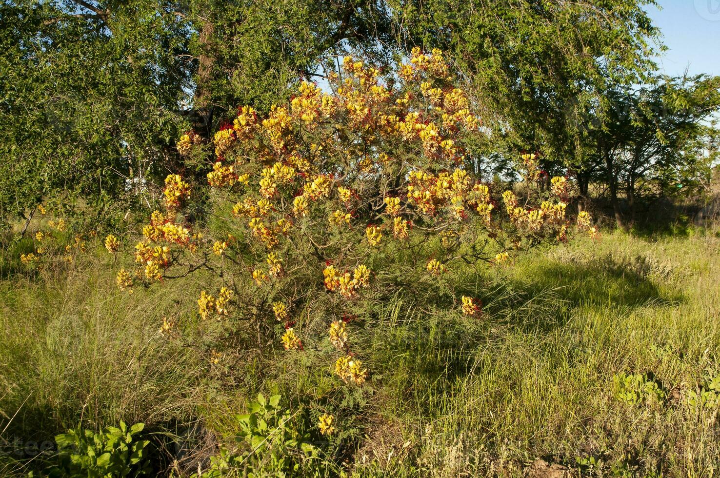 vild blomma i patagonien, Caesalpinia gilliesii, la pampa, argentina. foto