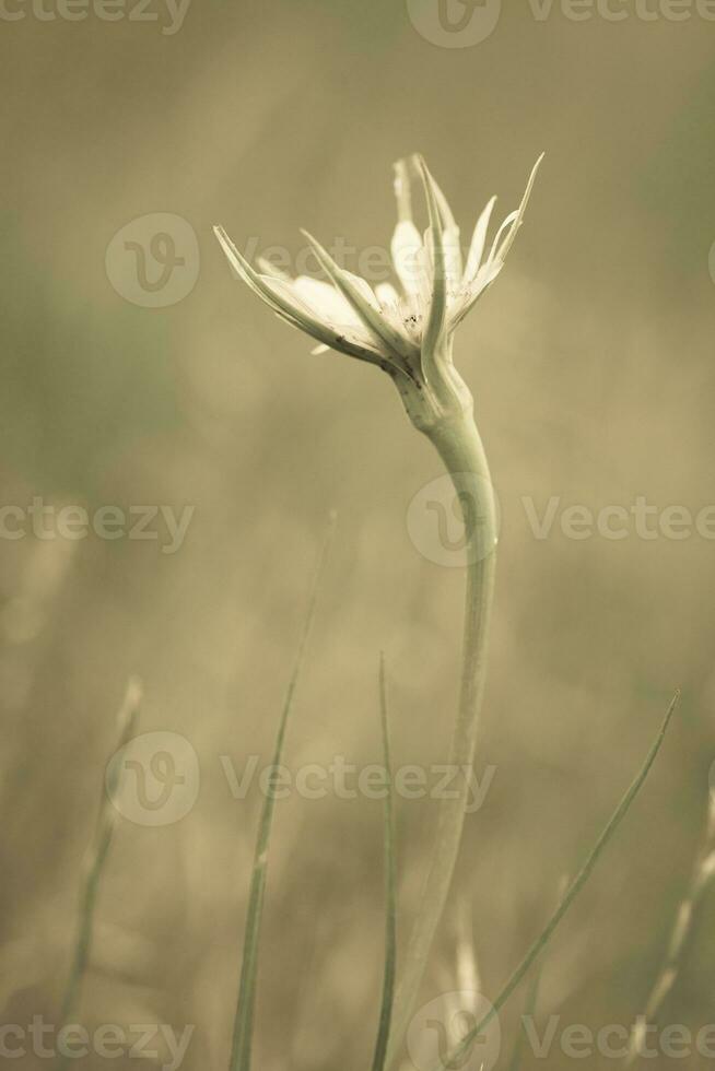 gul vild blomma i patagonien, argentina foto