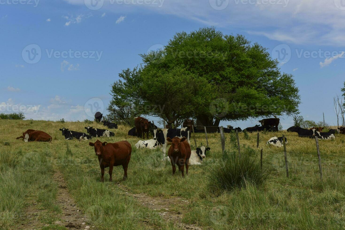 stutar matad på bete, la pampa, argentina foto