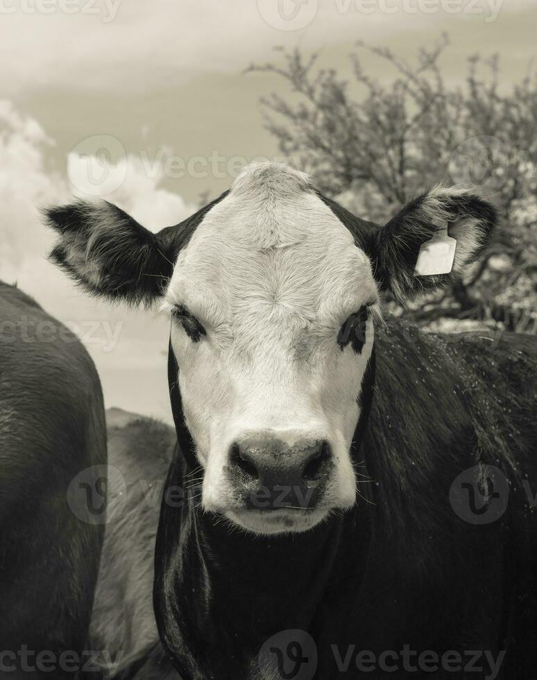 stutar matad på bete, la pampa, argentina foto