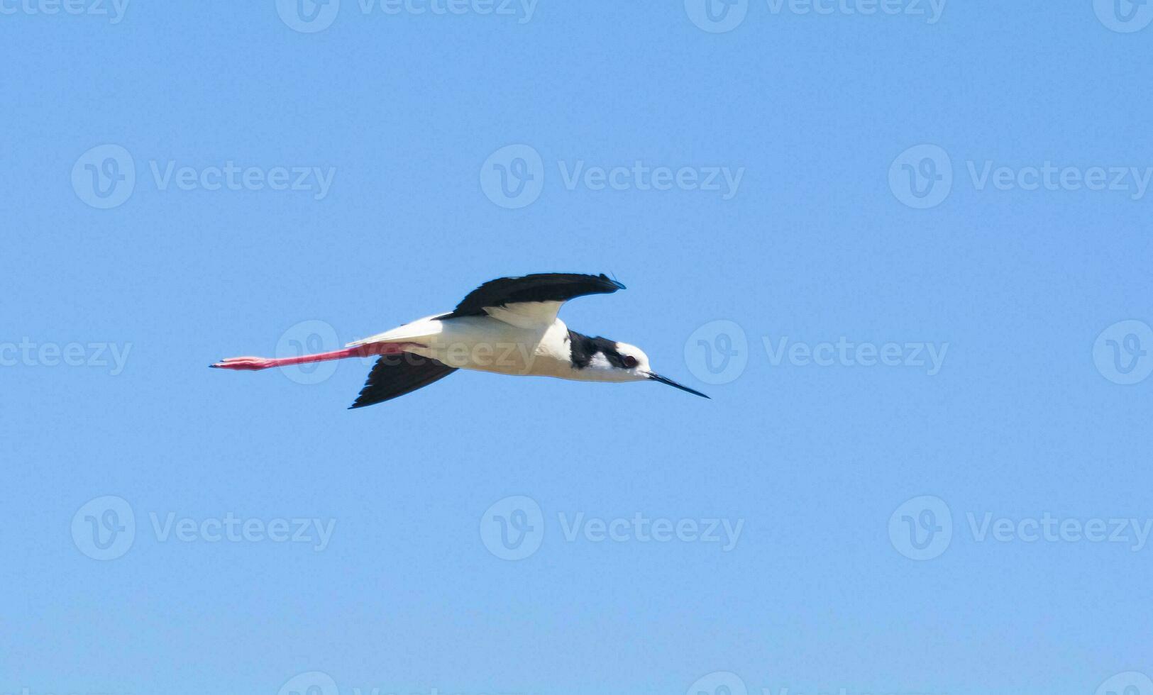 svart halsad stylta, himantopus melanurus, la pampa argentina foto