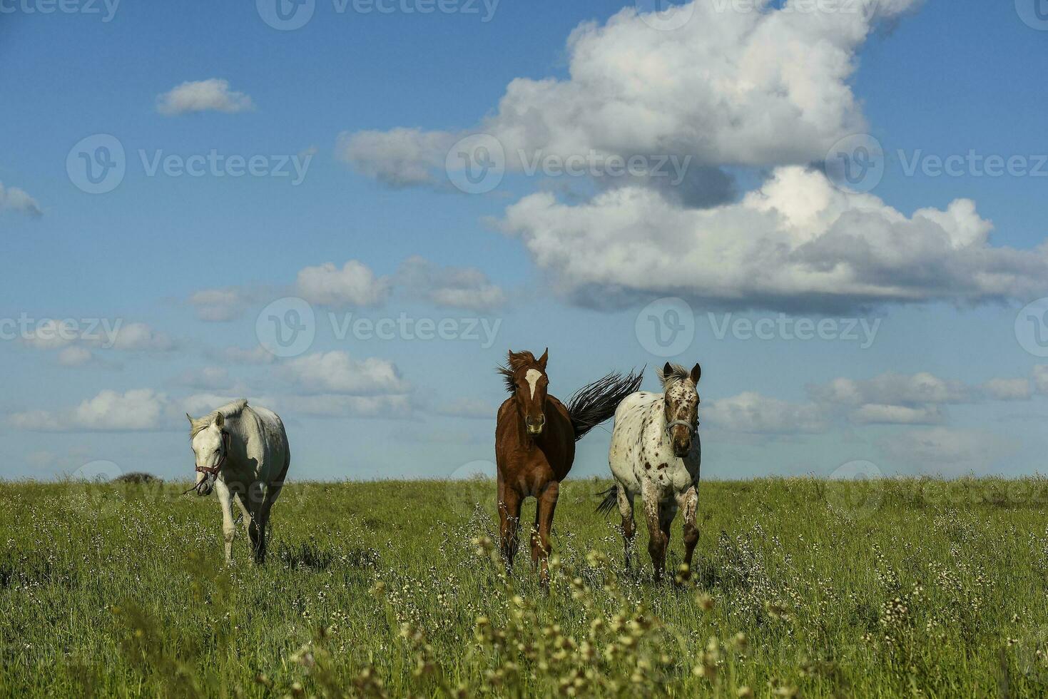 besättning av hästar i de landsbygden, la pampa provins, patagonien, argentina. foto