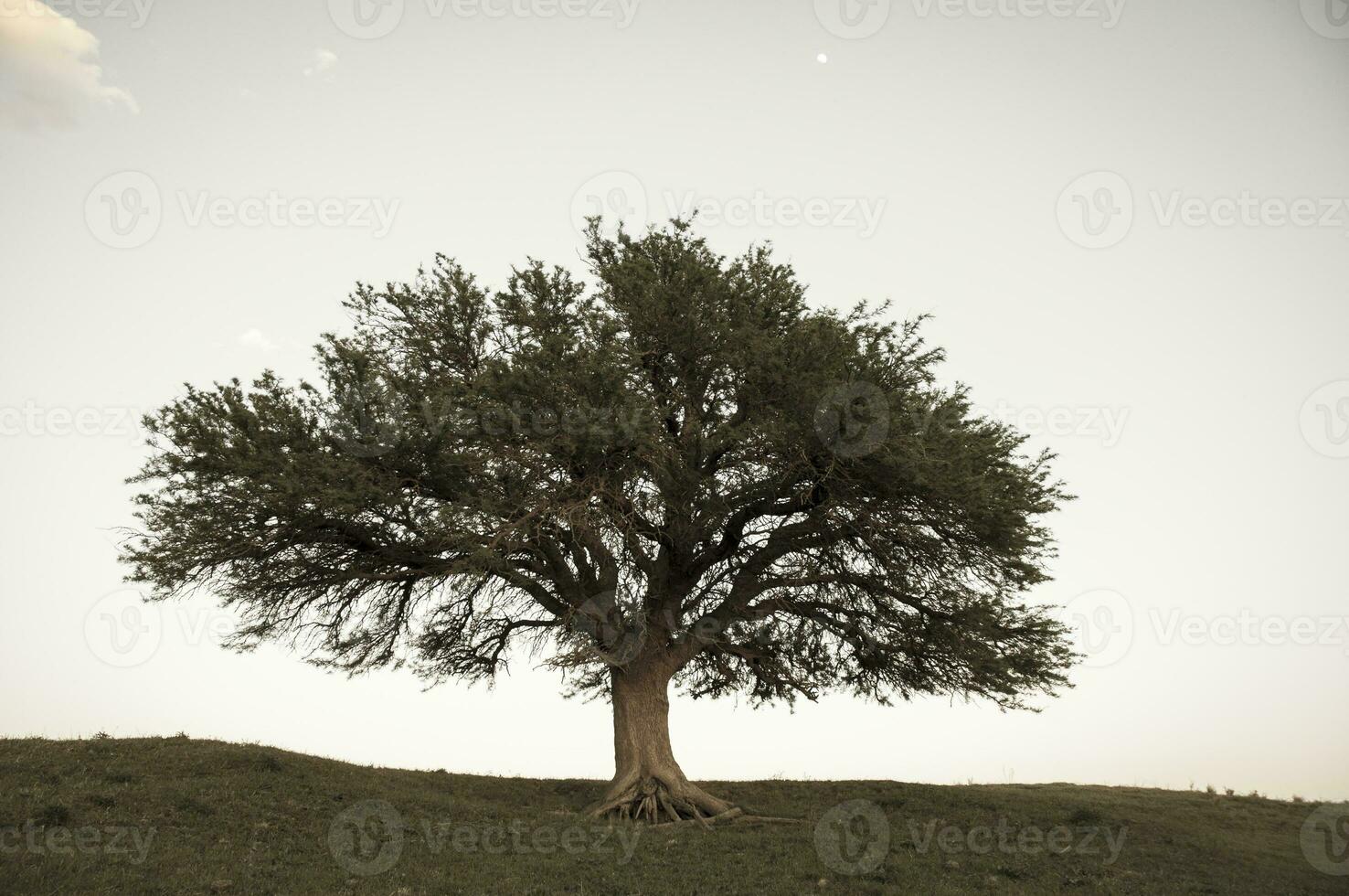 ensam träd i la pampa, argentina foto